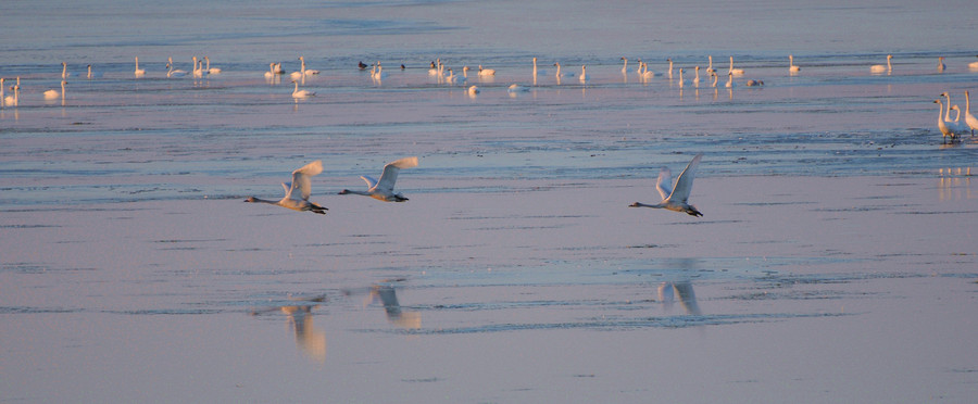 【俄罗斯贝加尔湖南迁途中的鸿雁和白天鹅摄影
