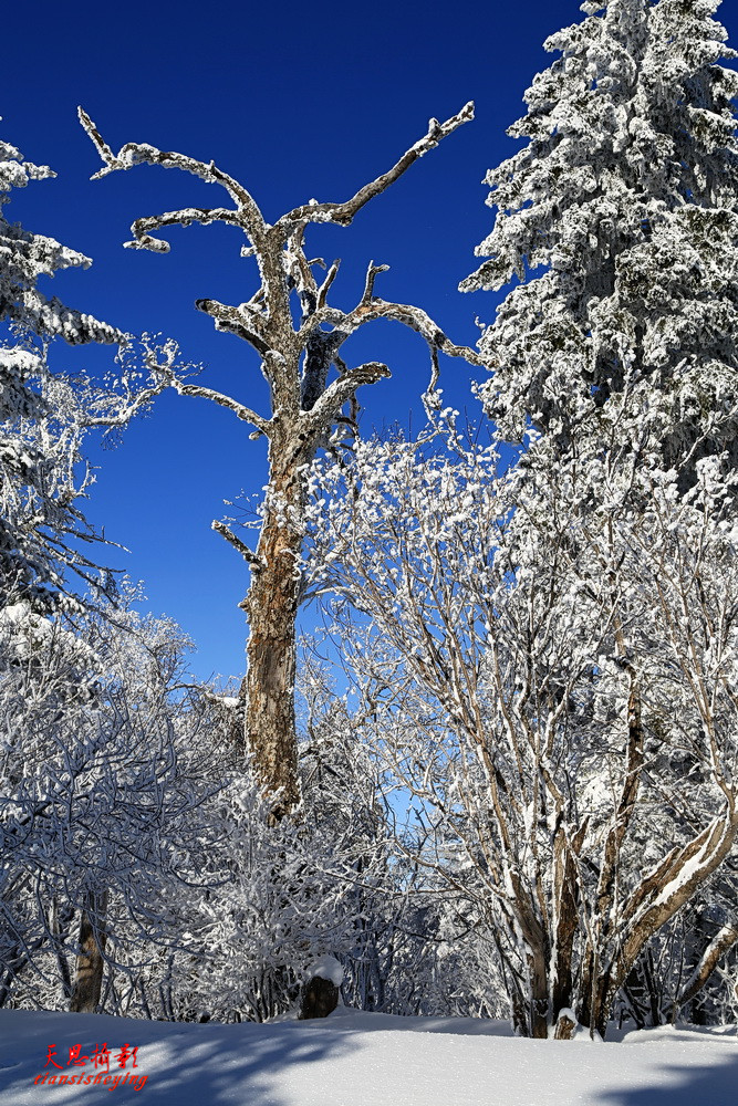 玉树临风——长白山雪松(竖版)