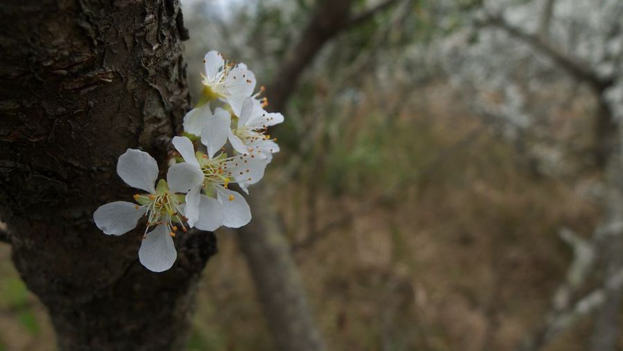 李花桃花迎春