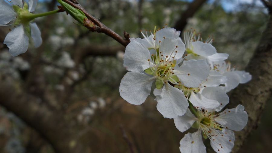 李花桃花迎春