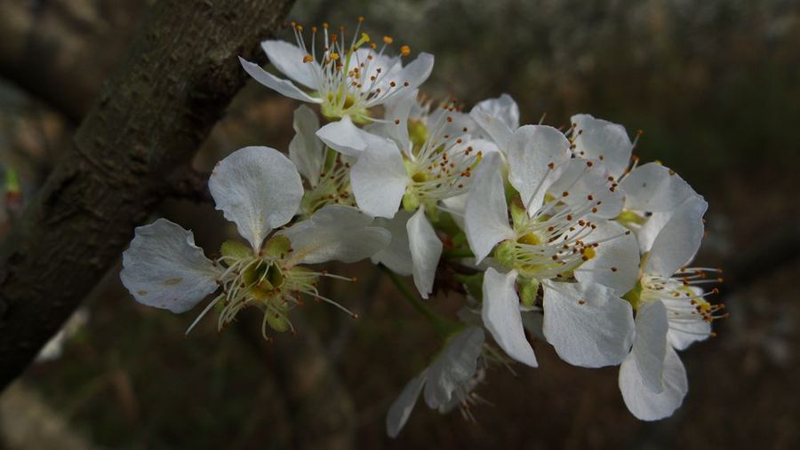 李花桃花迎春