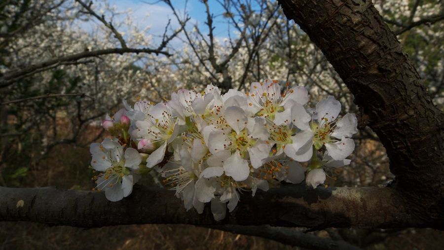 李花桃花迎春