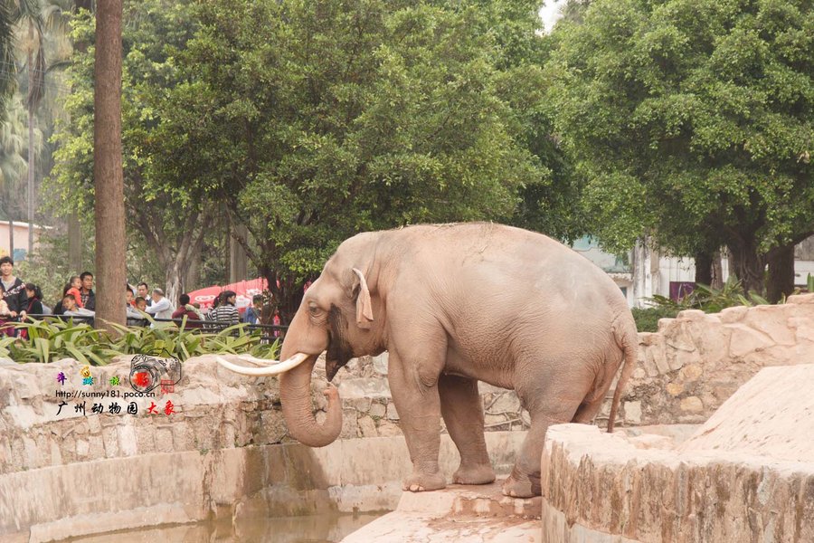 【广州动物园◆大象摄影图片】生态摄影
