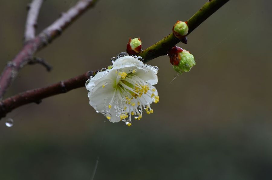 雨中梅