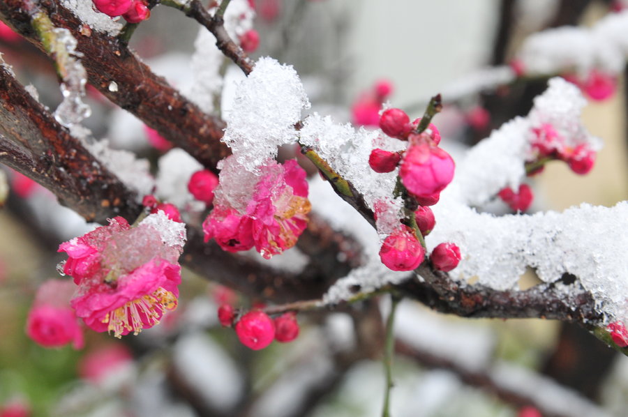 梅傲雪