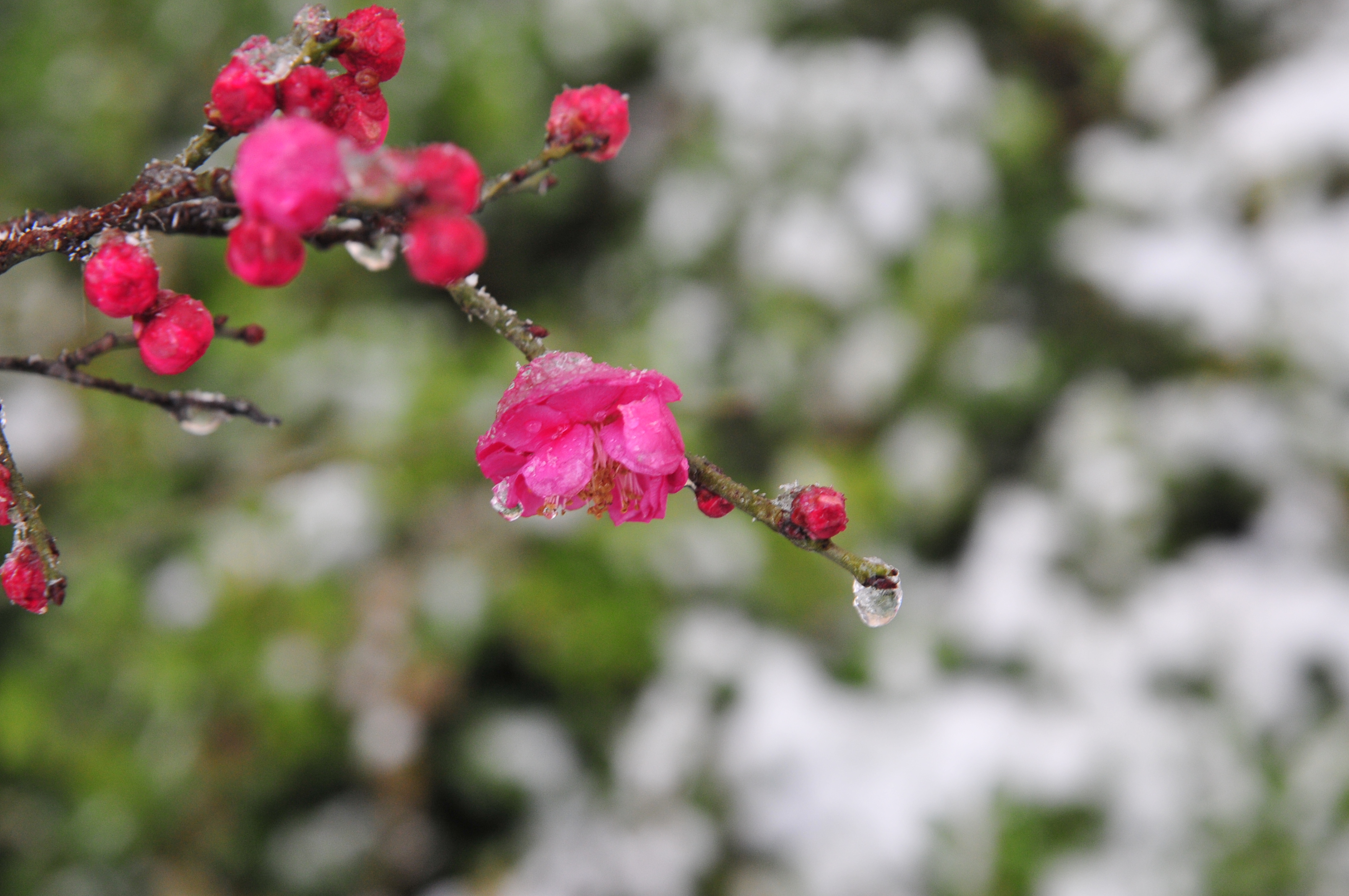 梅傲雪