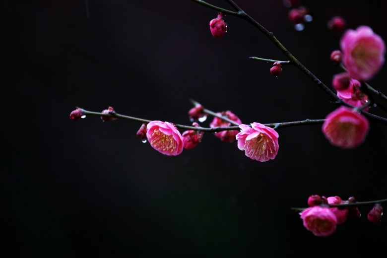 梅花