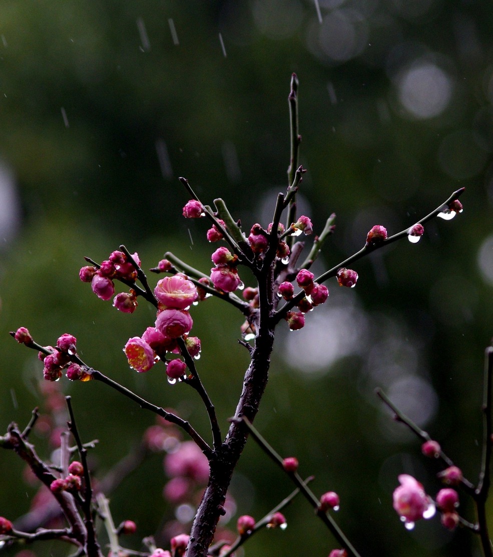 雨中赏梅花(一)