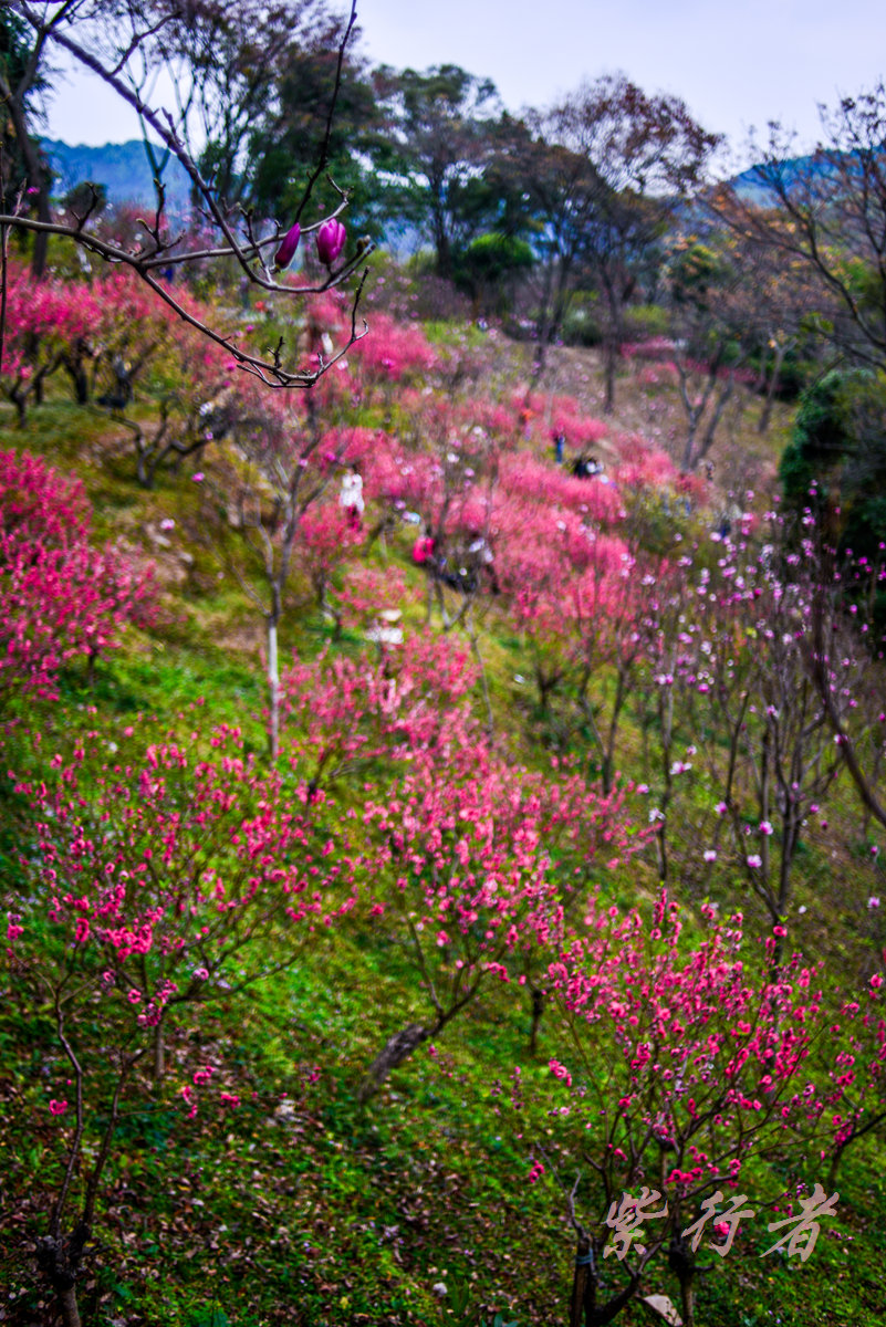 春光明媚桃花涧