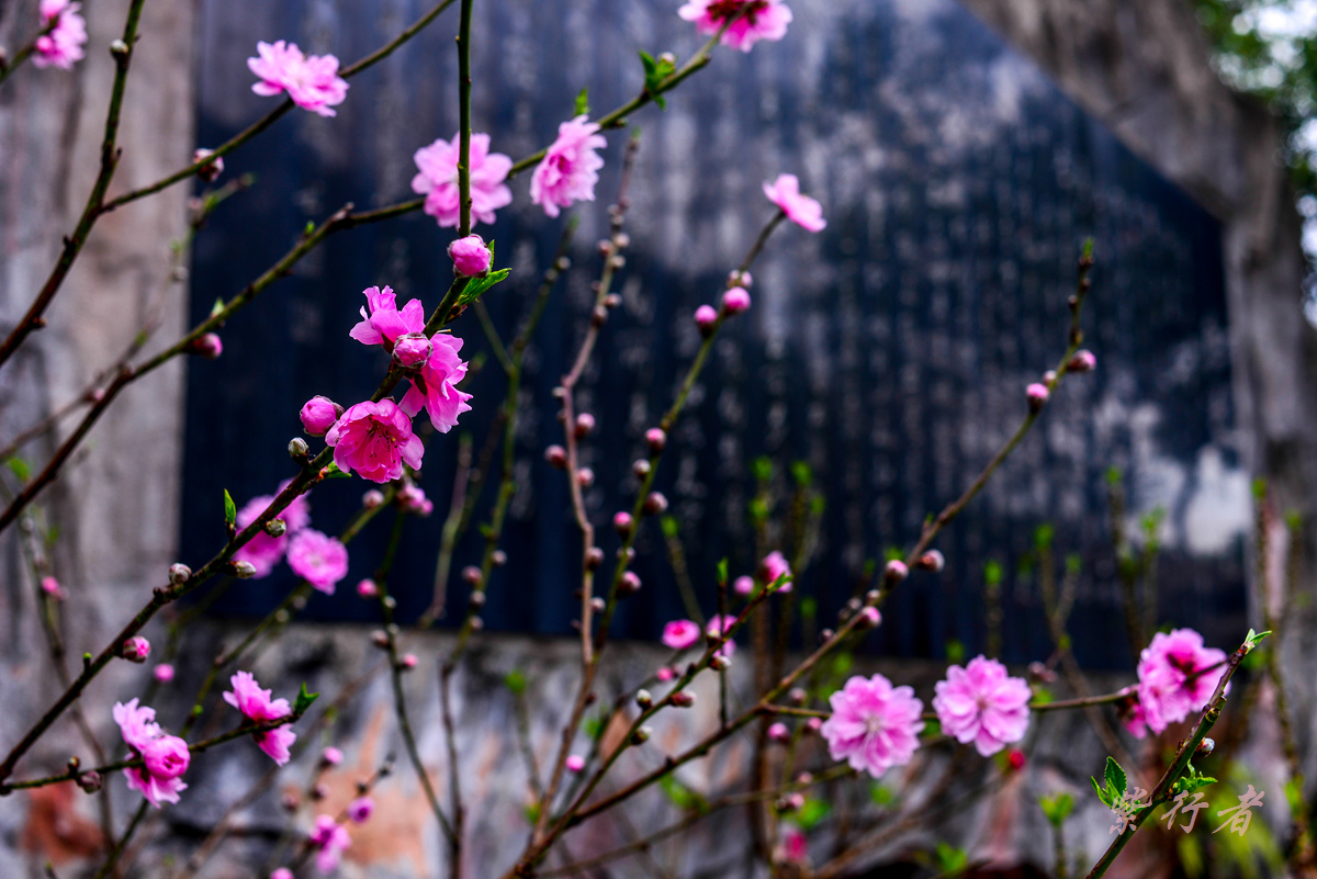 春光明媚桃花涧
