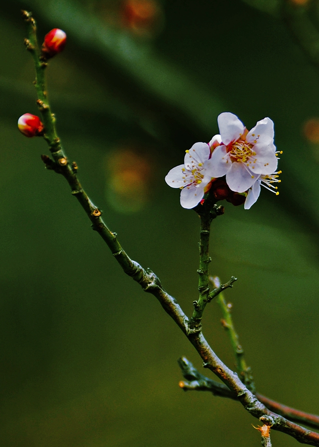 上海世纪公园梅花