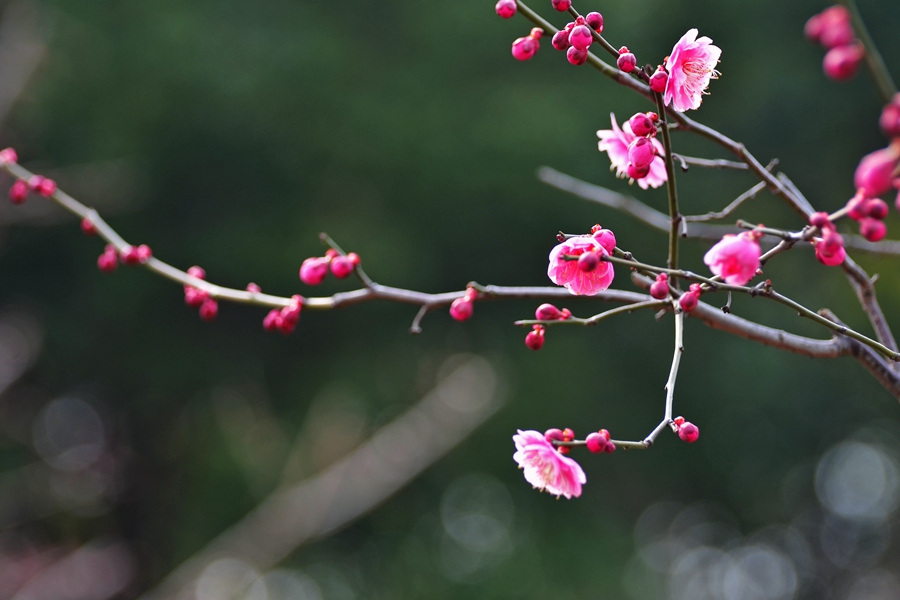 上海世纪公园梅花