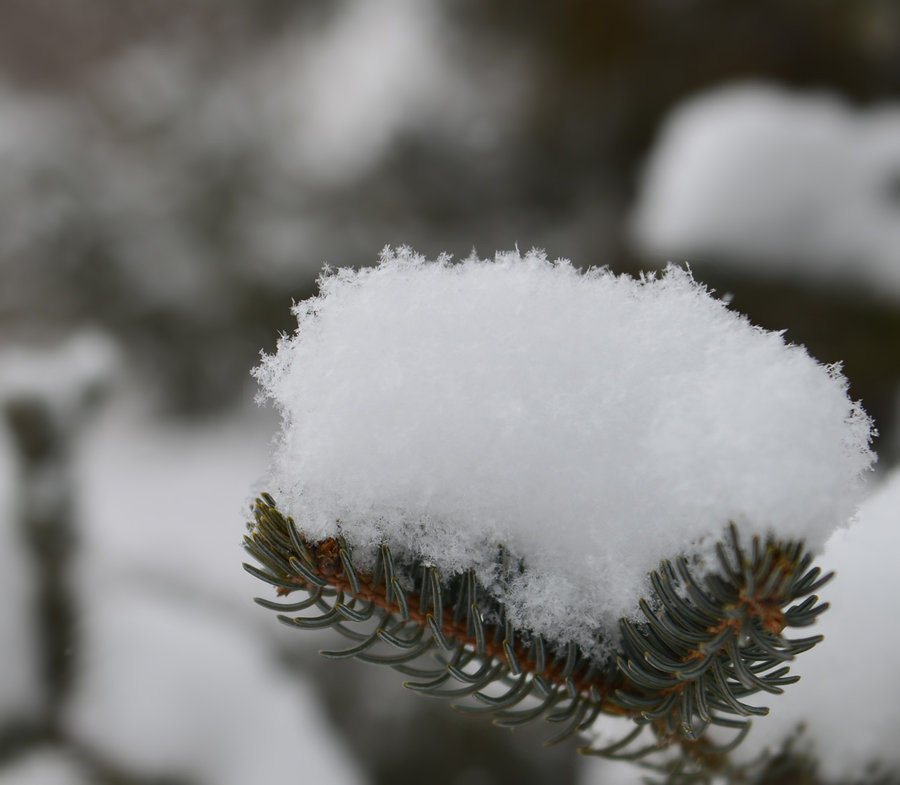 【家乡的雪(宁夏·固原)摄影图片】风光旅游摄