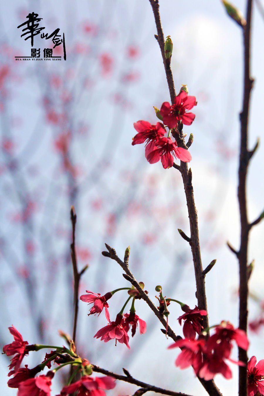 【中国红·樱花摄影图片】生态摄影