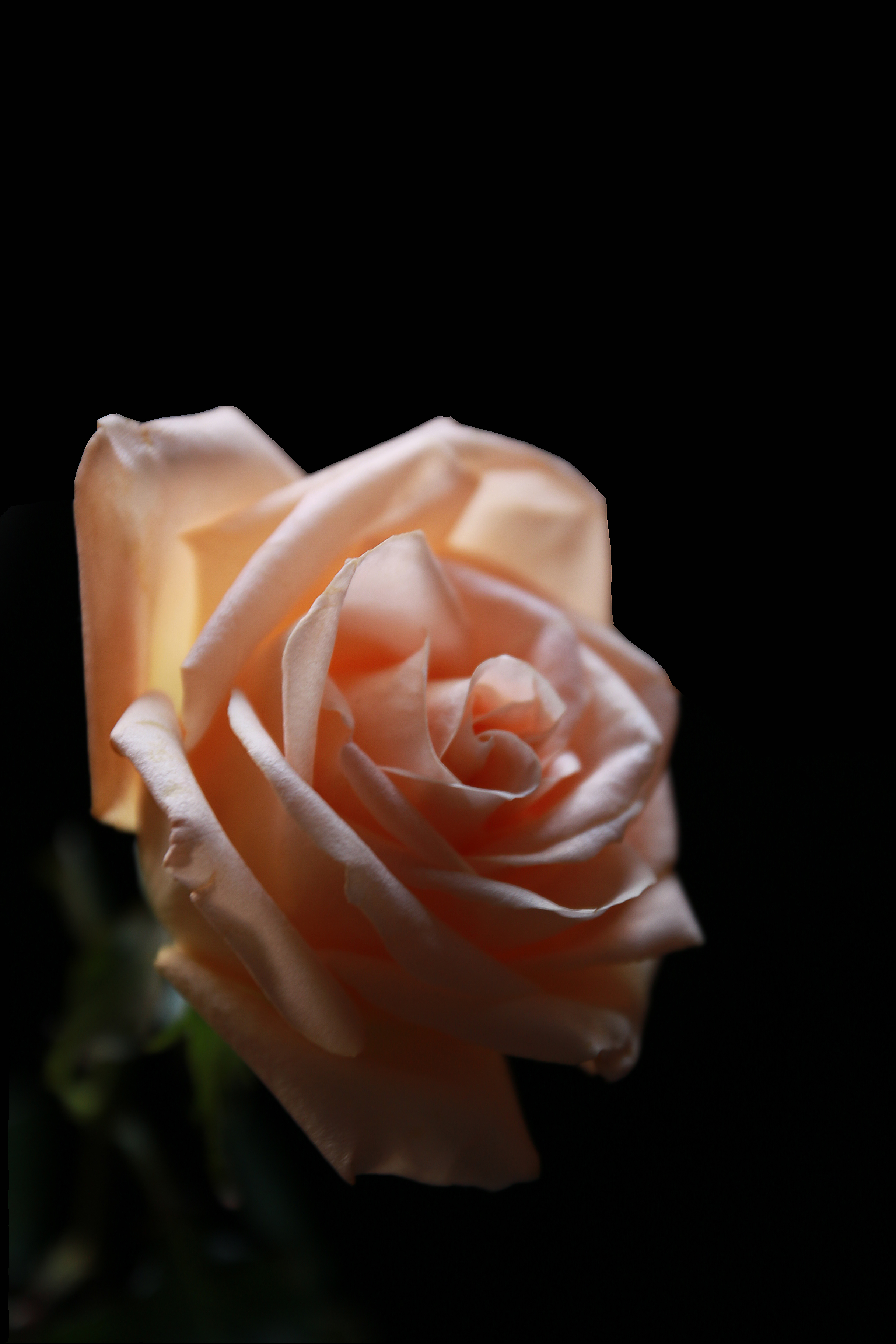 【一组玫瑰花摄影图片】生态摄影_青松_太平洋电脑网