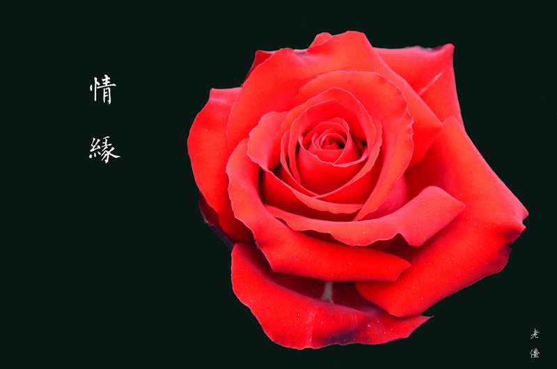 【【情。缘】--玫瑰。祝有情人终成眷属。摄影