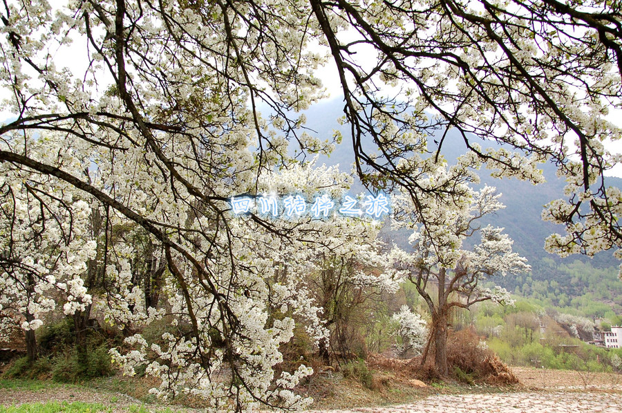 【四川丹巴 金川踏青赏花旅游拼团拼车摄影图