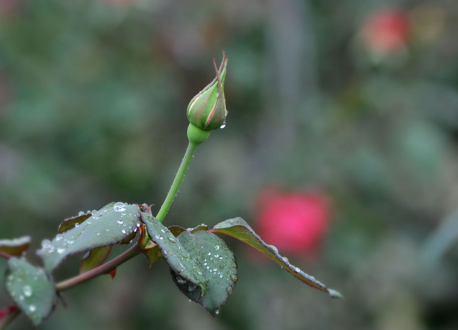 2014年第一场春雨(亚龙湾国际玫. (共p)