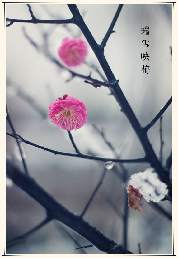 瑞雪映红梅