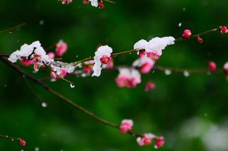 瑞雪映红