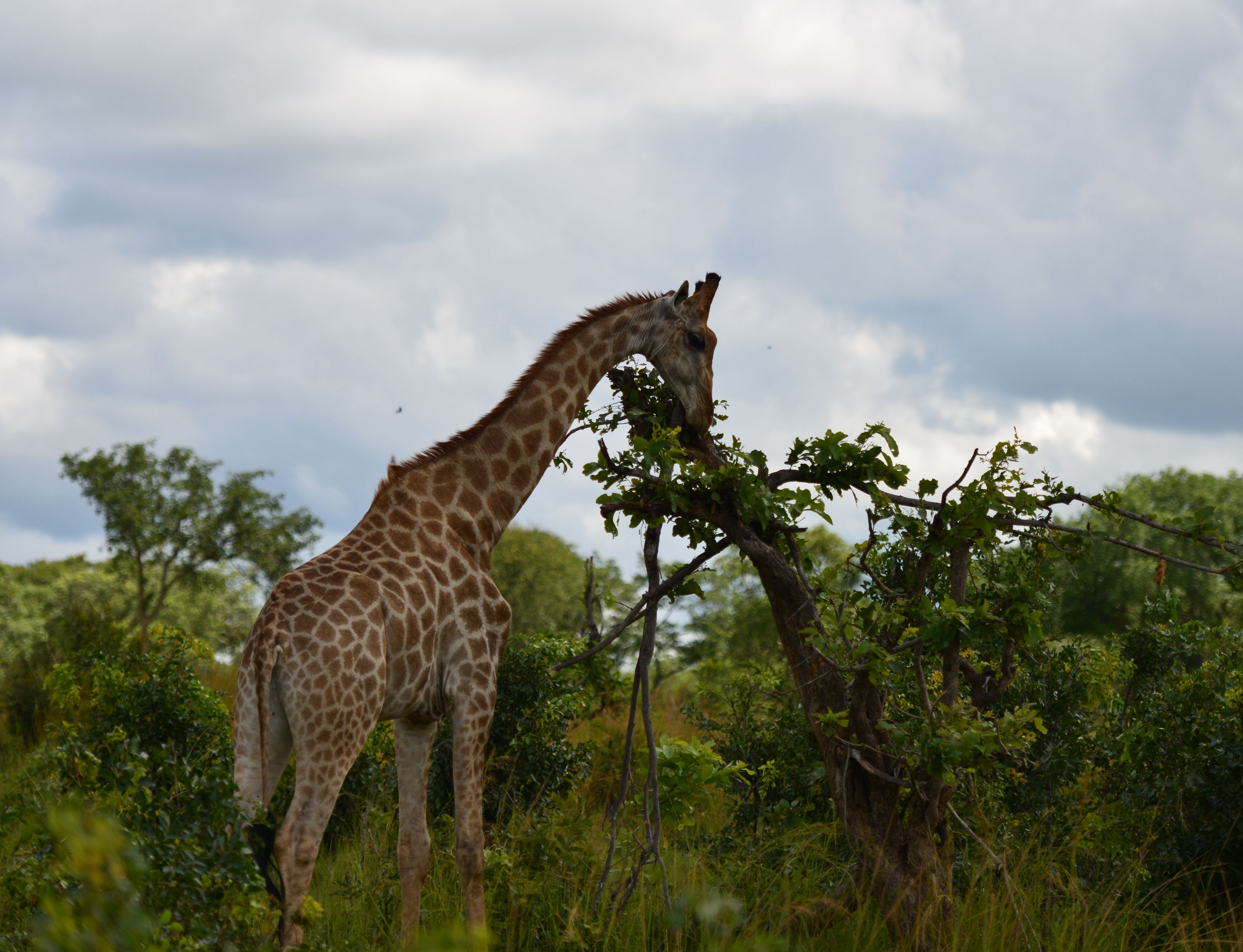 长颈鹿动物摄影图高清摄影大图-千库网