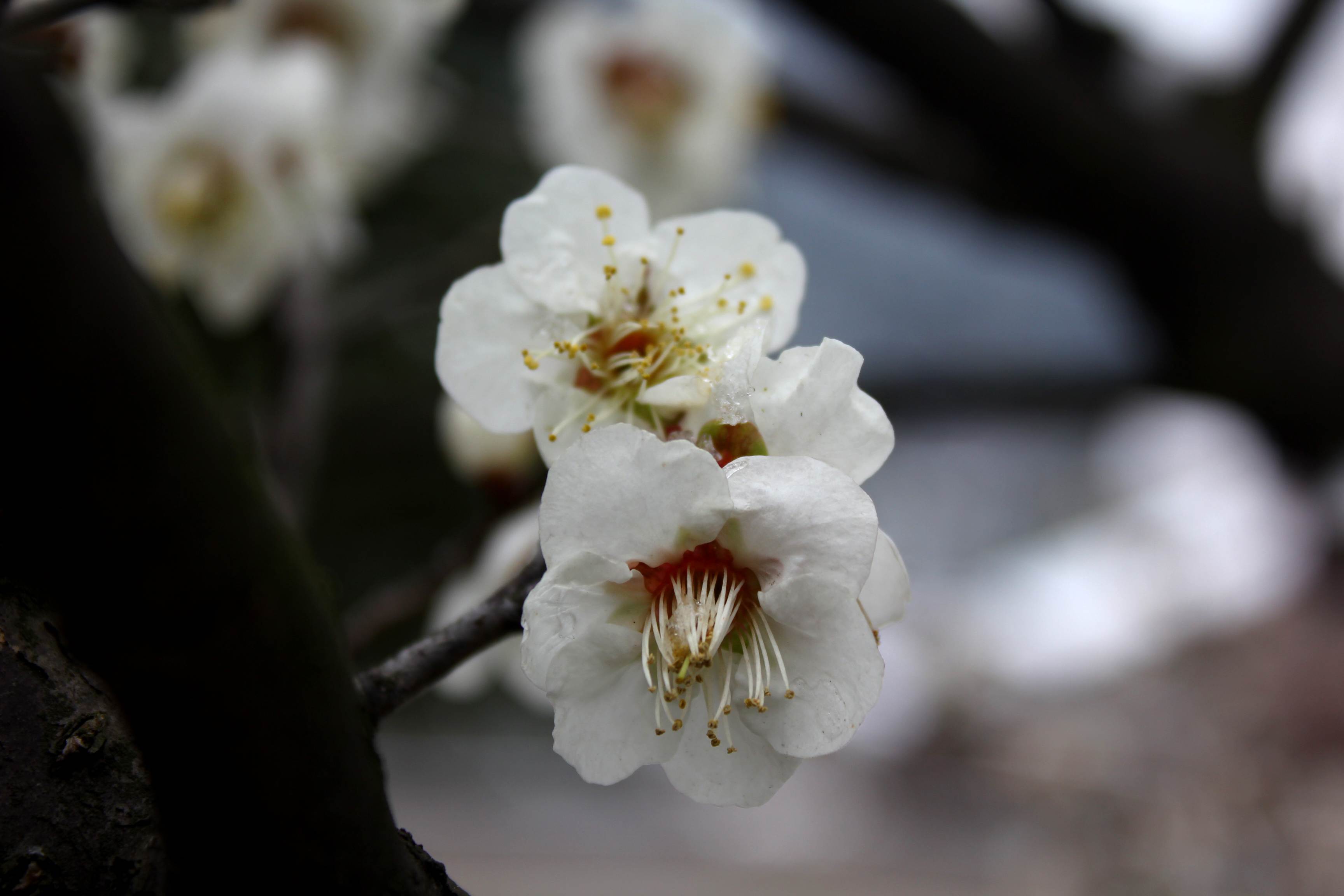 雪后梅花