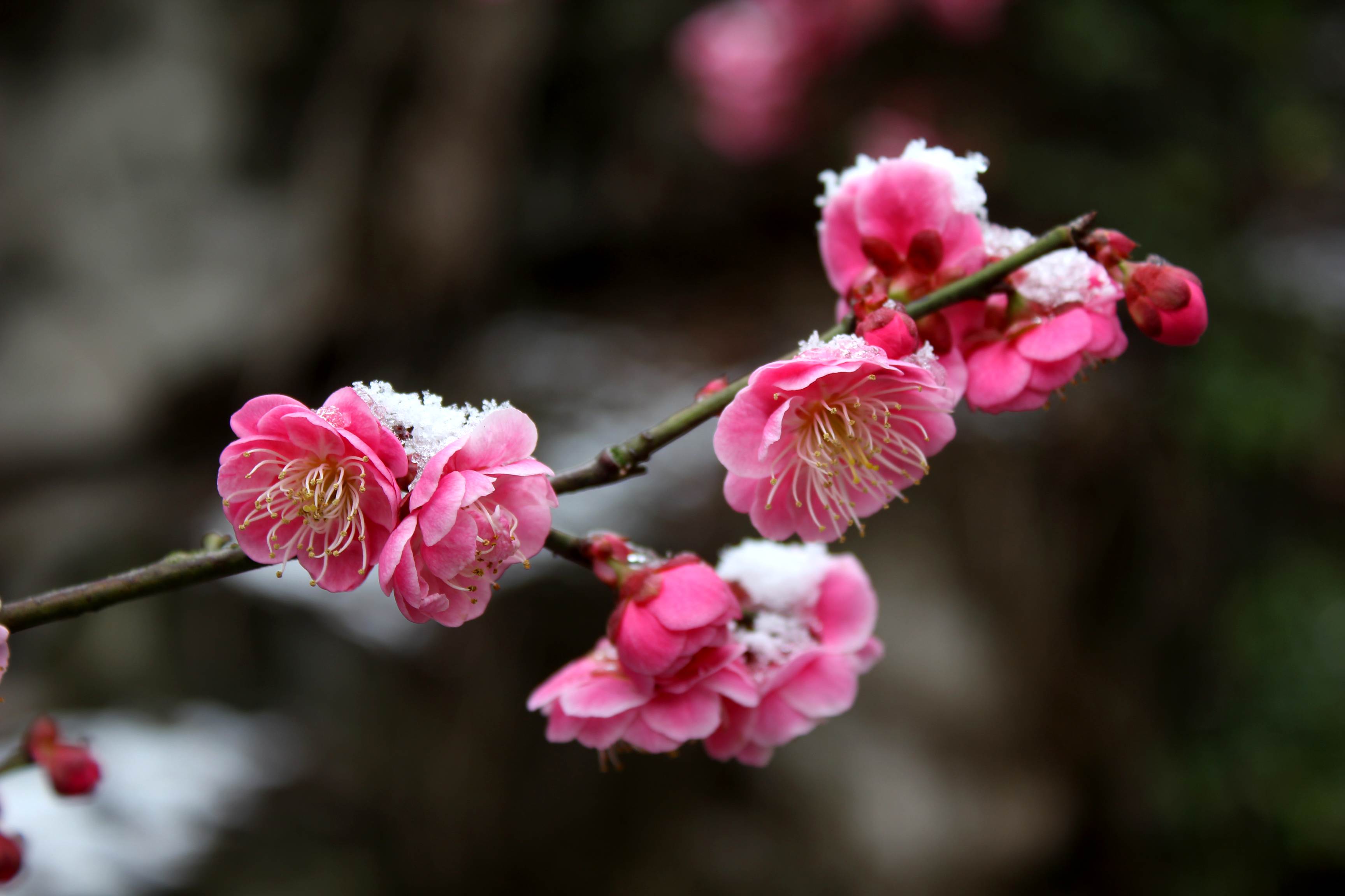 雪后梅花