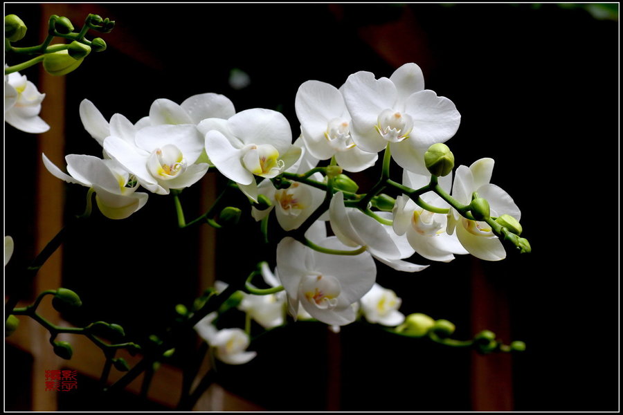 【这里春意盎然--重庆南山植物园摄影图片】生