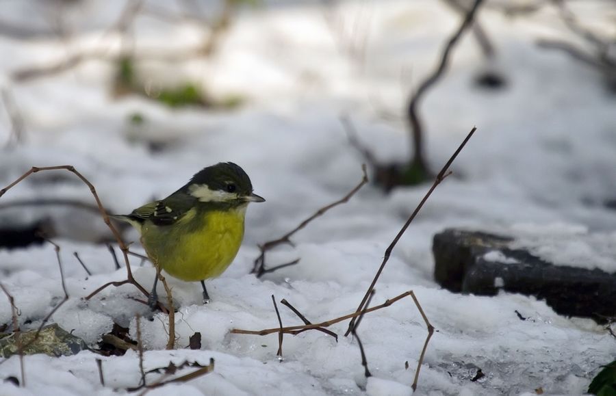 雪地里觅食的小鸟
