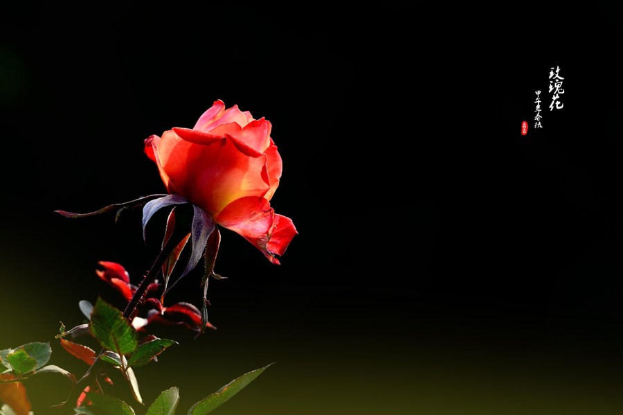 【[ 祝天下有情人终成眷属 ] 送你一枝玫瑰花摄
