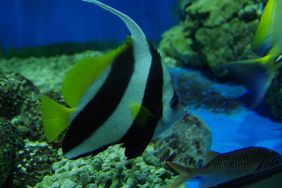 壁纸 动物 海底 海底世界 海洋馆 水族馆 鱼 鱼类 900_600