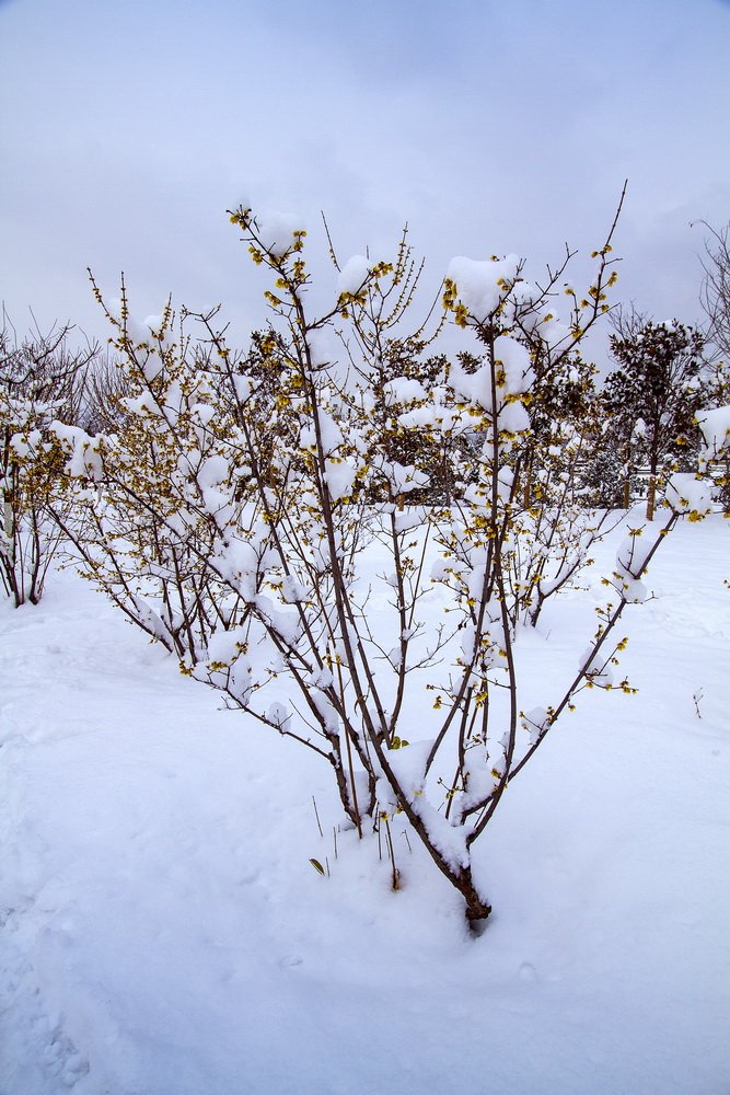 寒梅傲雪