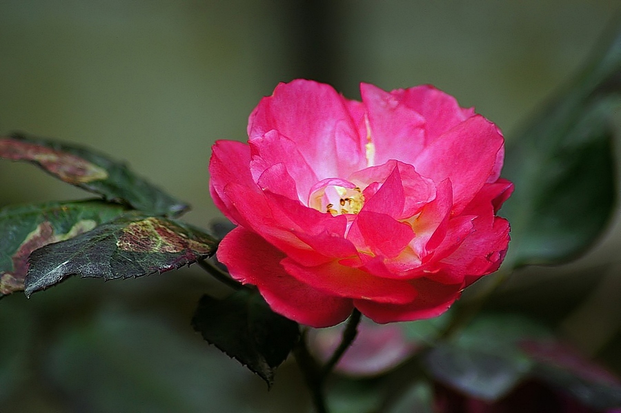 【冬天里的蔷薇花 摄影图片】生态摄影