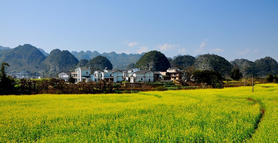 2014春节云南,贵州环线-滇池赏鸟,大山包观鹤,罗平,兴义万峰林油菜