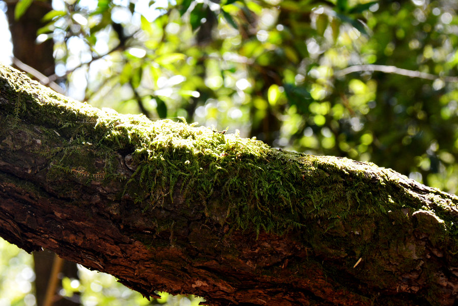 【大理宾川鸡足山风光摄影图片】风光旅游摄影