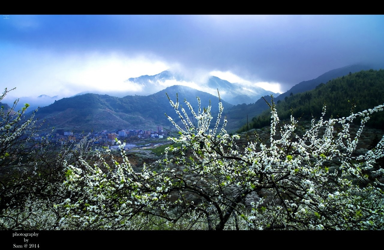 梨花飘香春满园从化溪头村