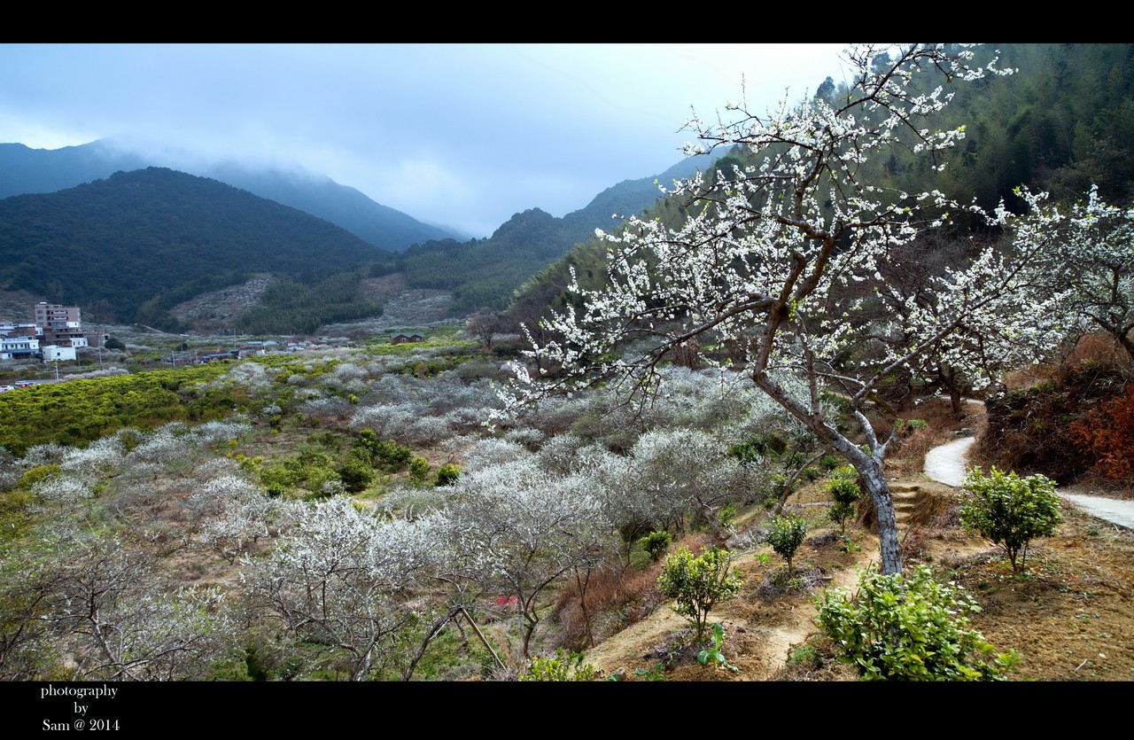 梨花飘香春满园从化溪头村