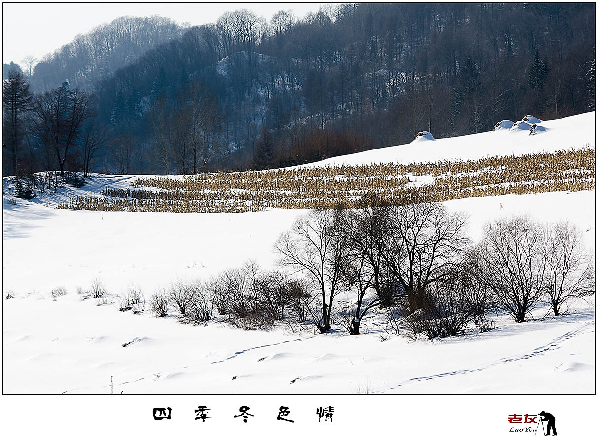 东北的雪,东北的雪景图片大全,东北雪景(第3页)_大山谷图库