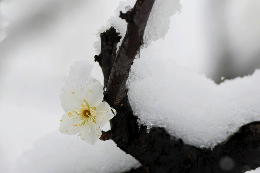 梅花欢喜漫天雪