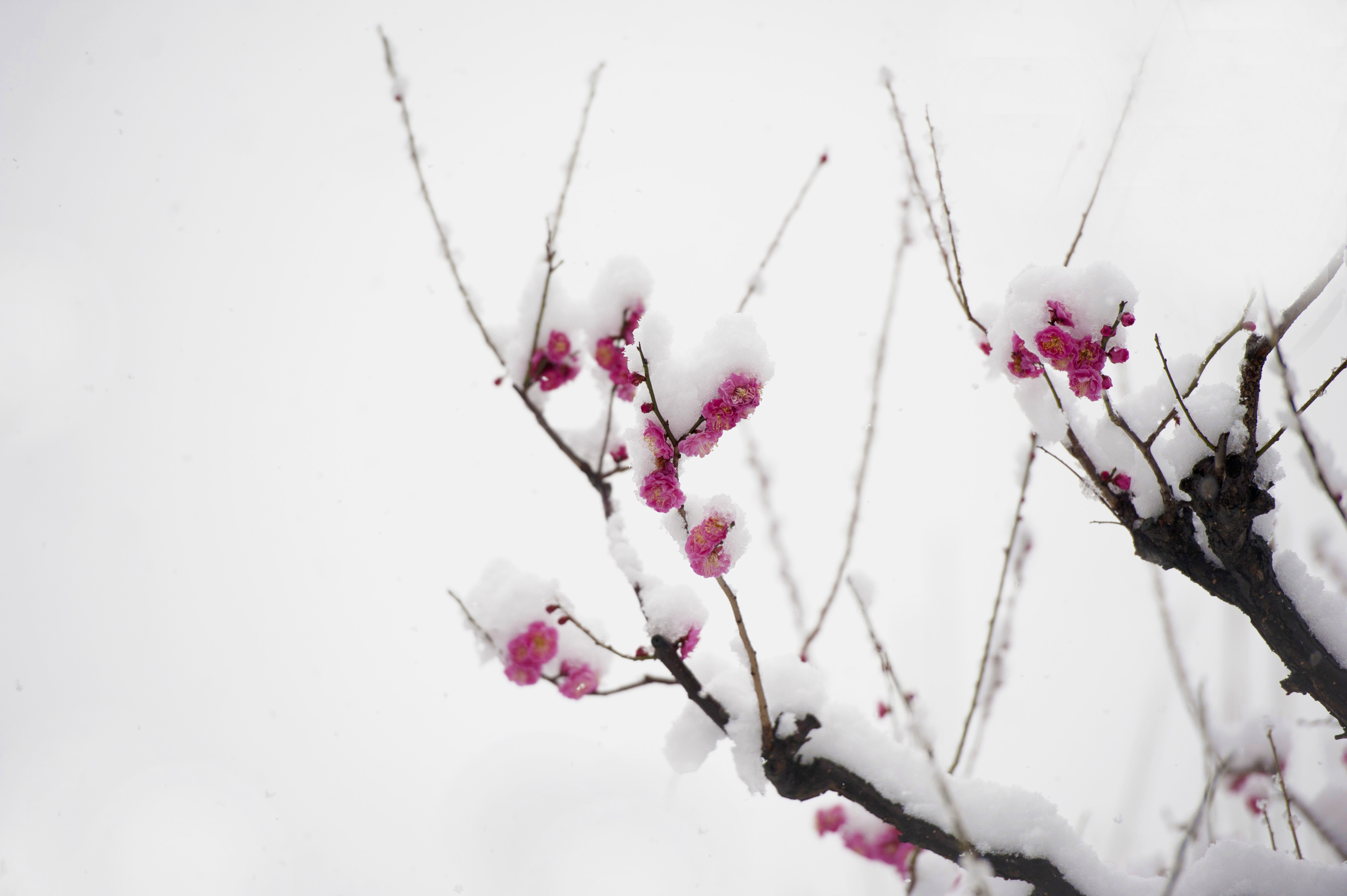 梅花欢喜漫天雪