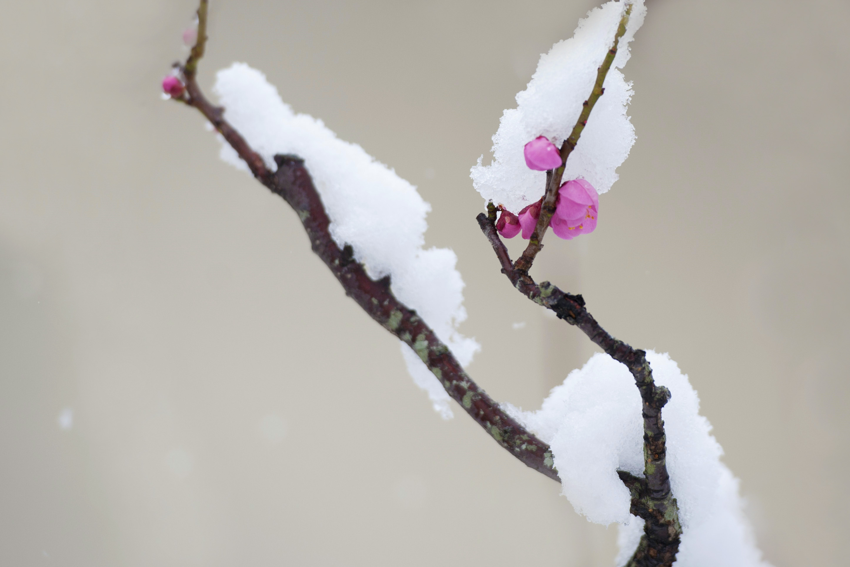 梅花欢喜漫天雪