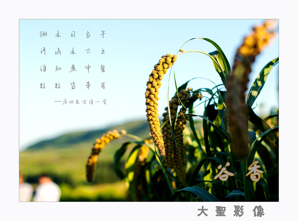 五谷丰登-谷香