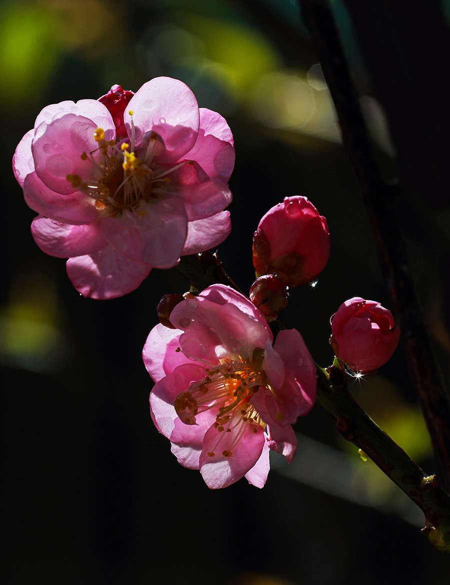 逆光梅花特写