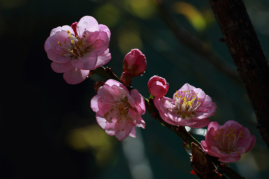 逆光梅花特写