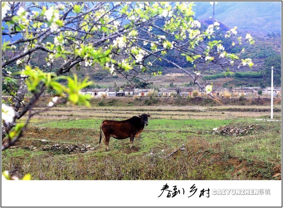 {春到乡村}.