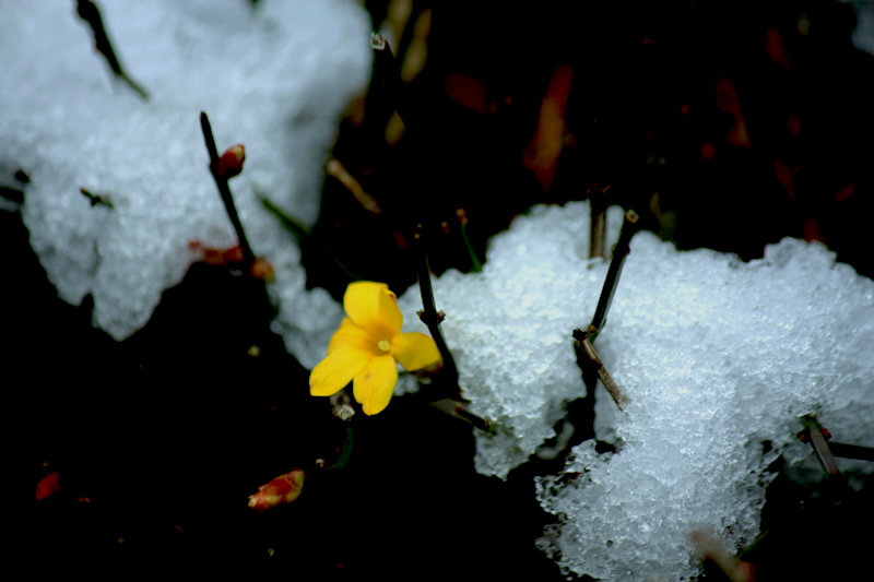 冰雪迎春花