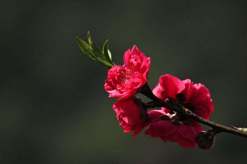 《桃花》红