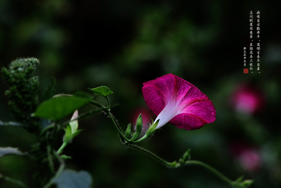 弯弯绕绕牵牛花