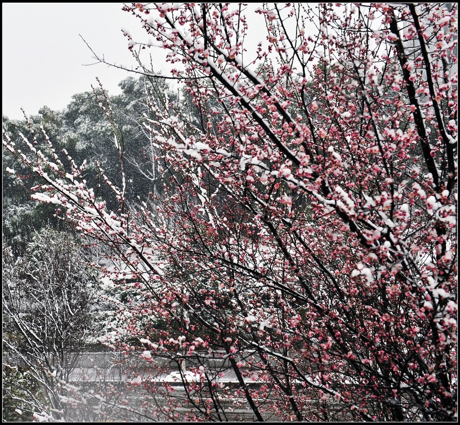 雪梅