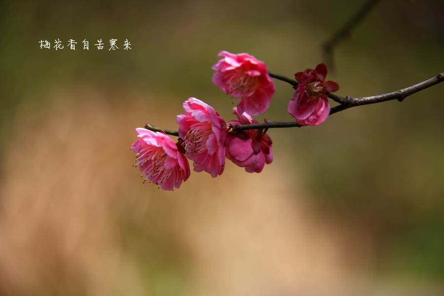 【再拍梅花摄影图片】风光摄影_太平洋电脑网摄影部落
